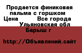 Продается финиковая пальма с горшком › Цена ­ 600 - Все города  »    . Ульяновская обл.,Барыш г.